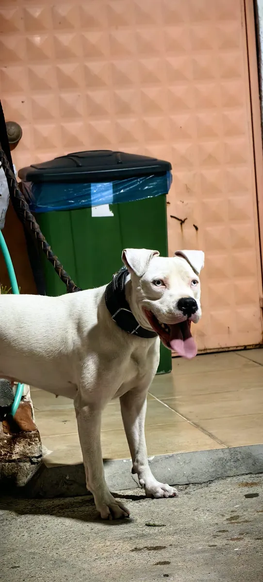 白色、蓝眼睛的美国斯塔福犬