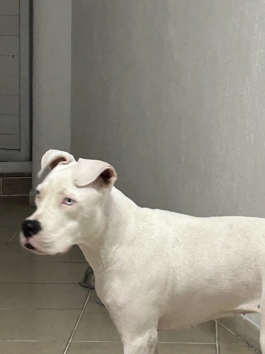 白色、蓝眼睛的美国斯塔福犬