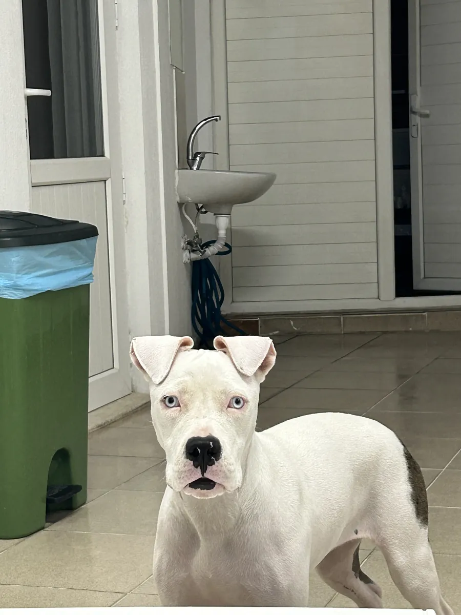 白色、蓝眼睛的美国斯塔福犬