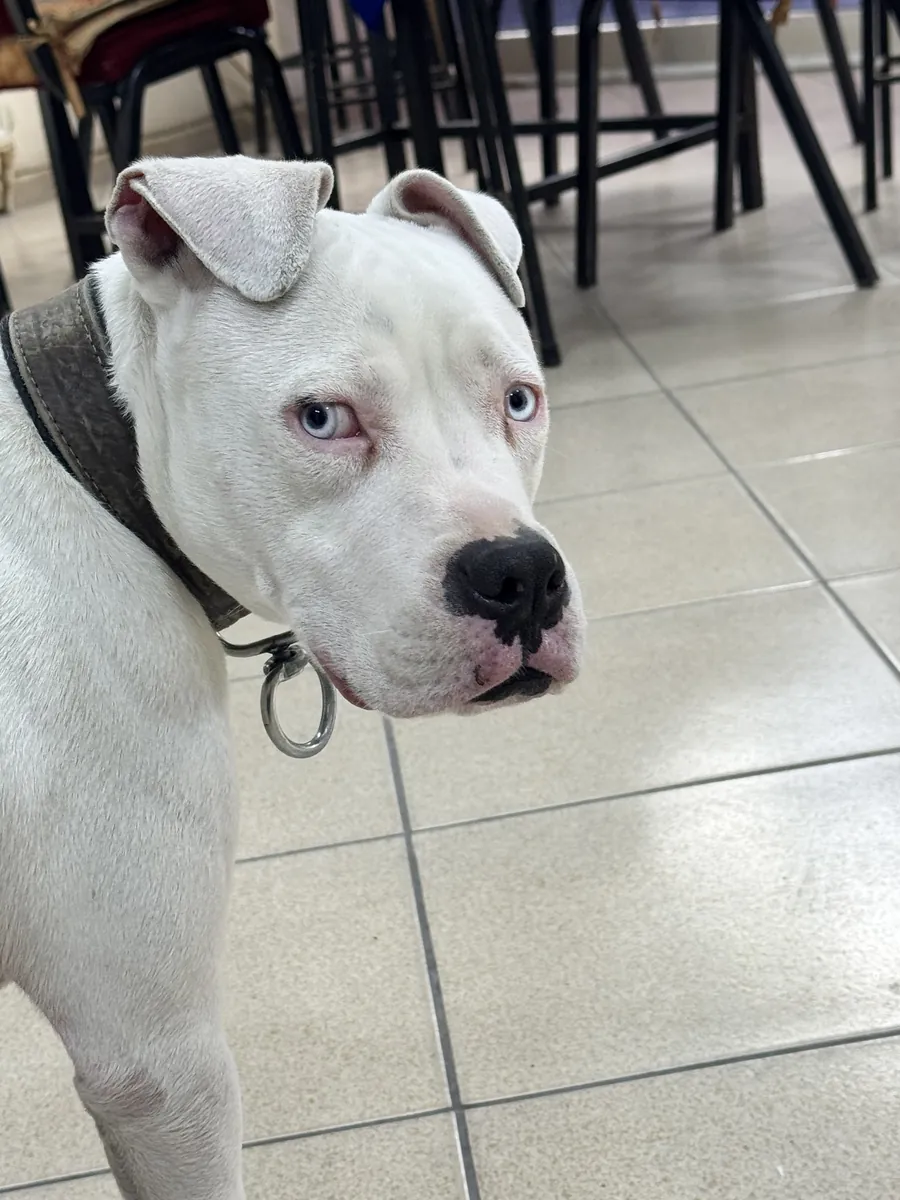 白色、蓝眼睛的美国斯塔福犬