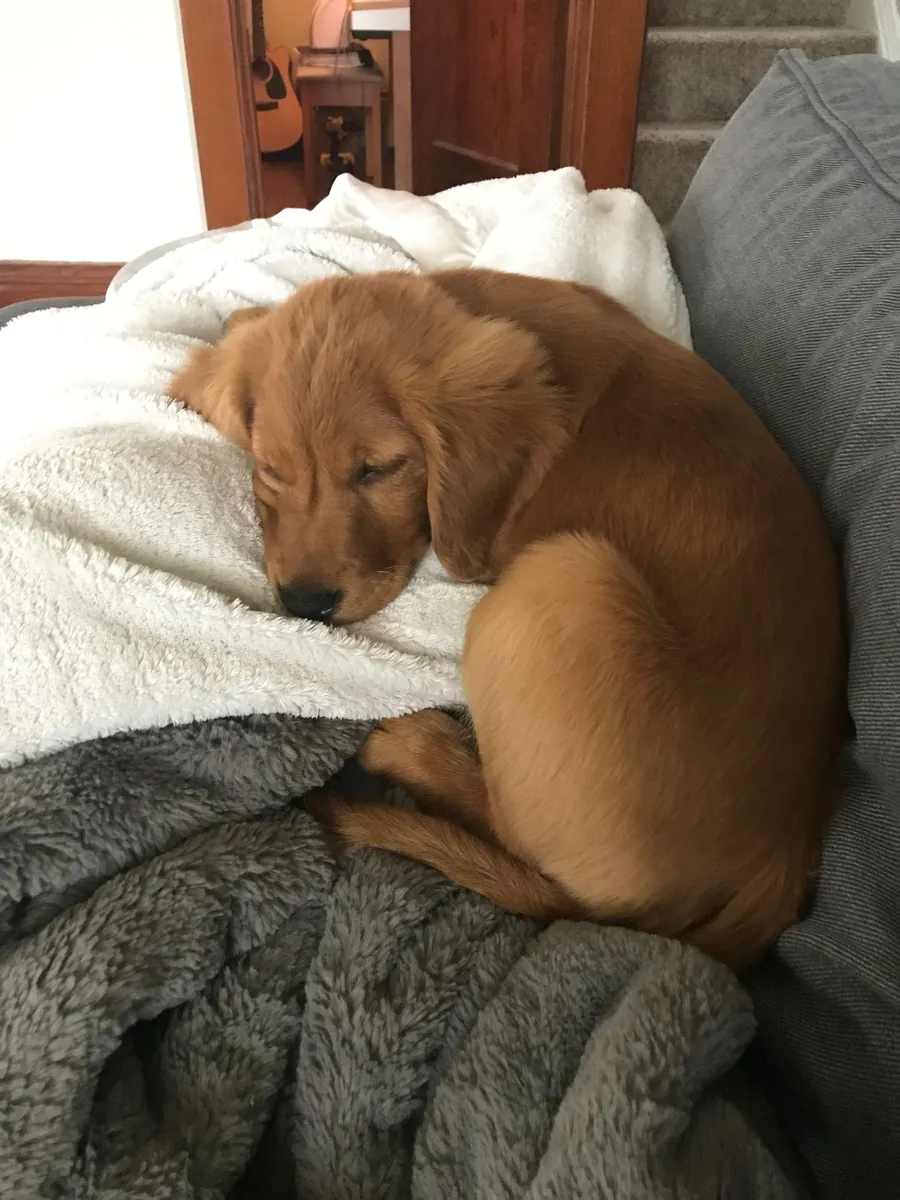 Yeni Maceralara Hazır Golden Retriever Yavruları