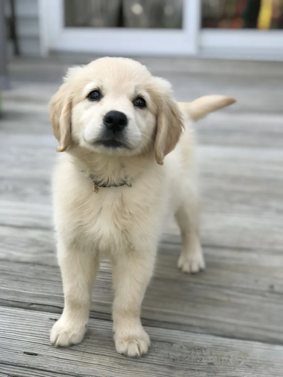 Golden Retriever Puppies Ready for New Homes