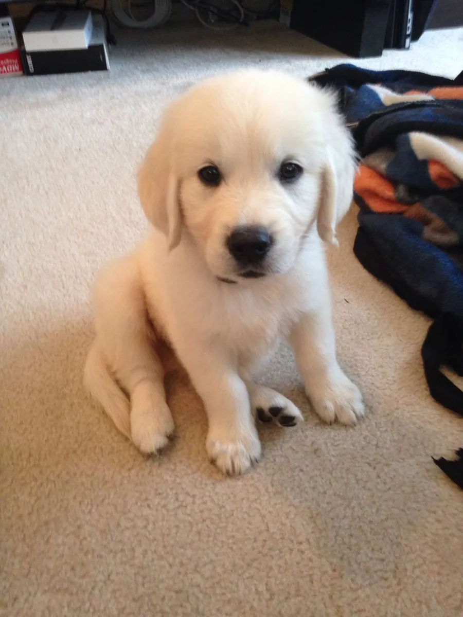 Sweet Golden Retriever Puppies Ready for Adoption