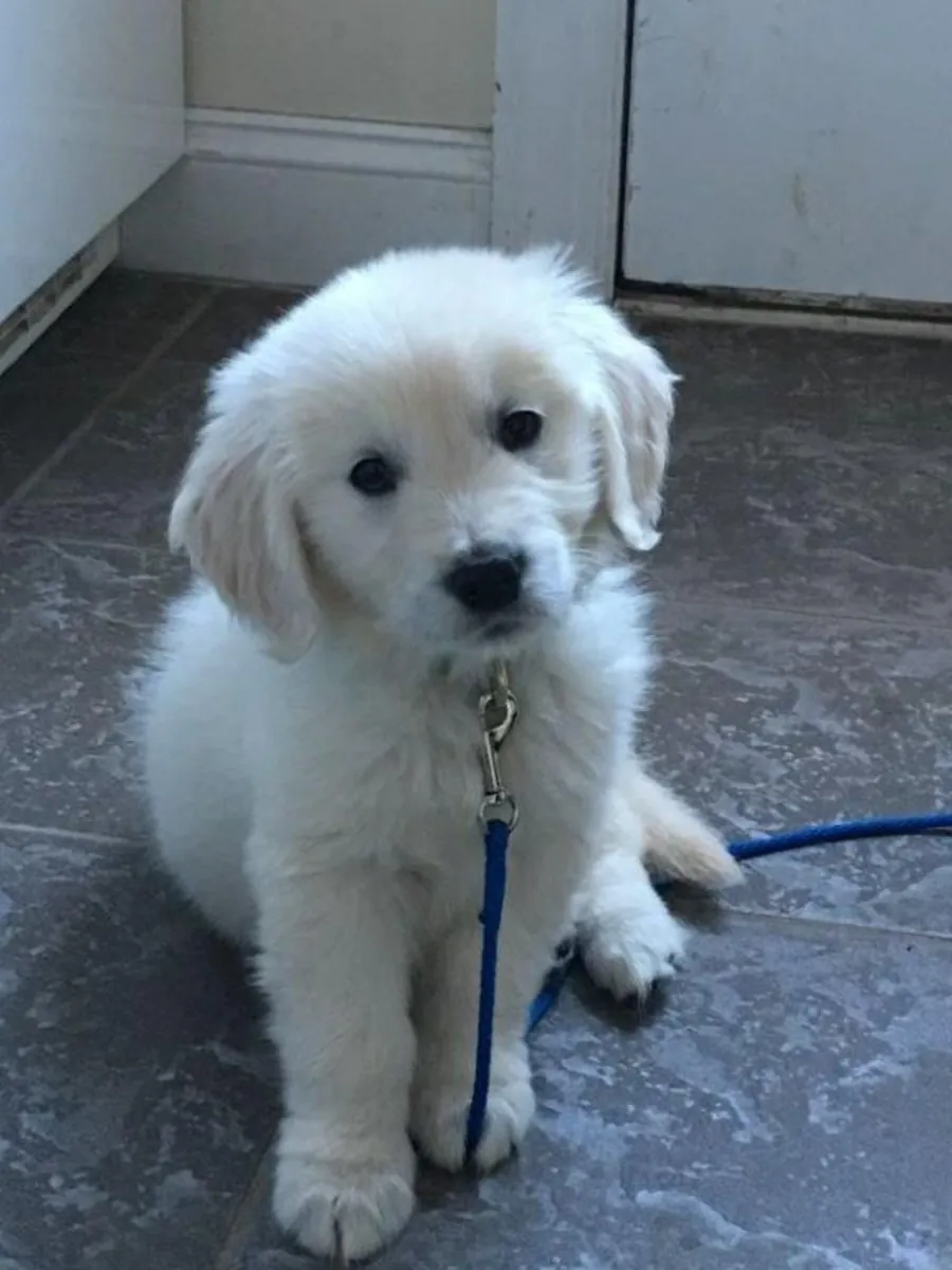 Golden Retriever Puppies with Plenty of Love to Give