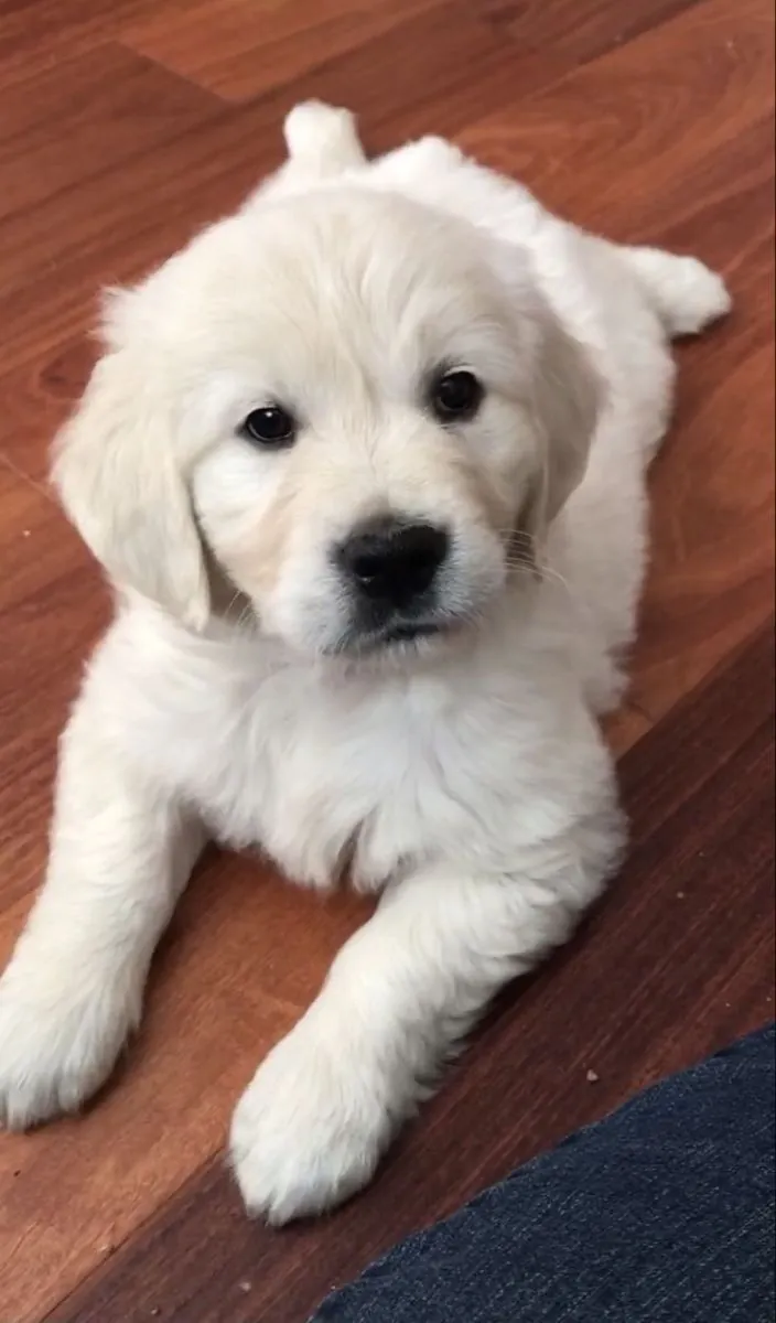 Yeni Aileler İçin Şirin Golden Retriever Yavruları