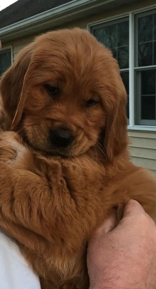 Chiots Golden Retriever sociables prêts pour leur nouveau foyer