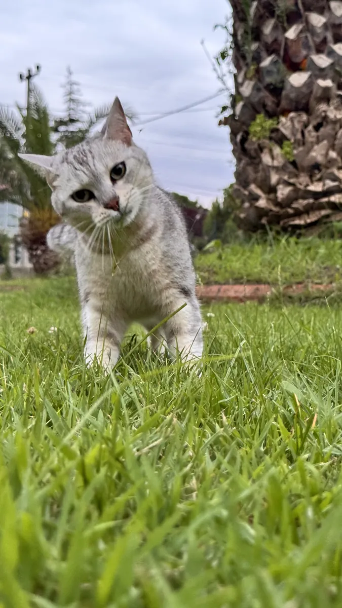 Mon chat docile