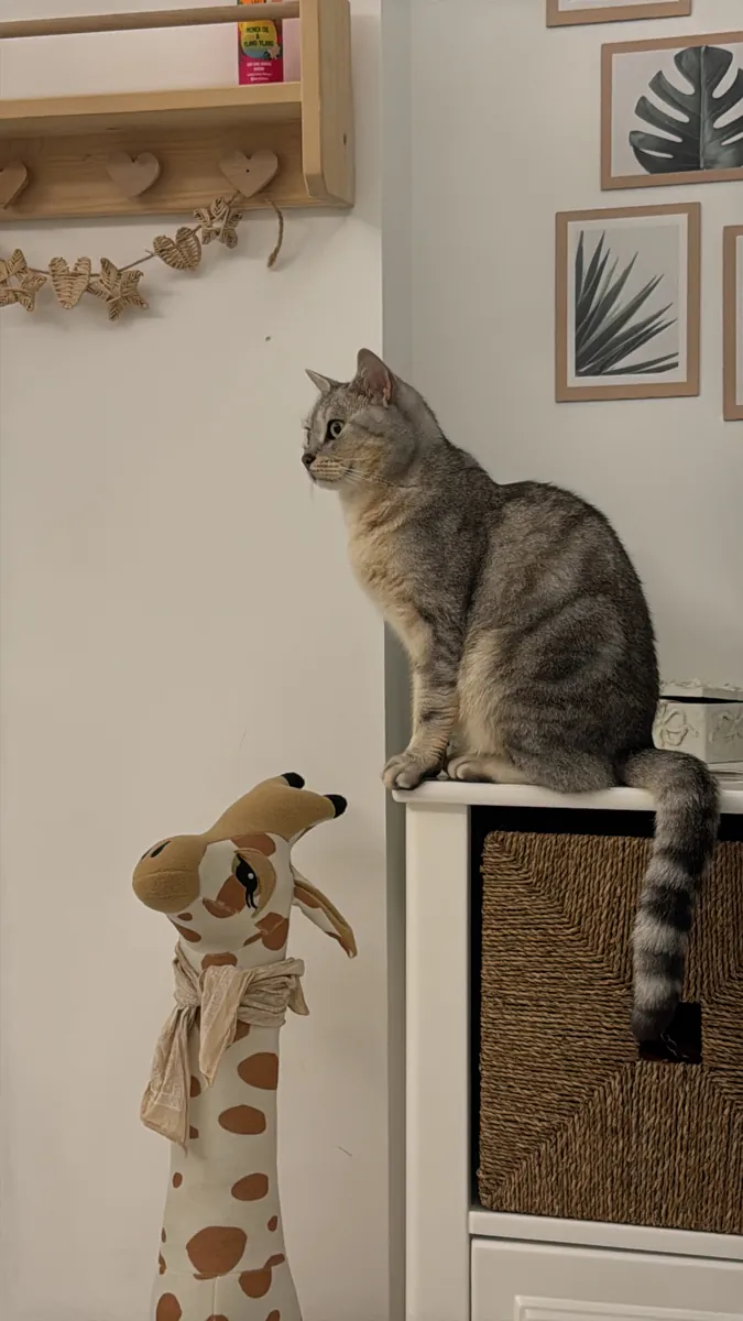Mon chat docile