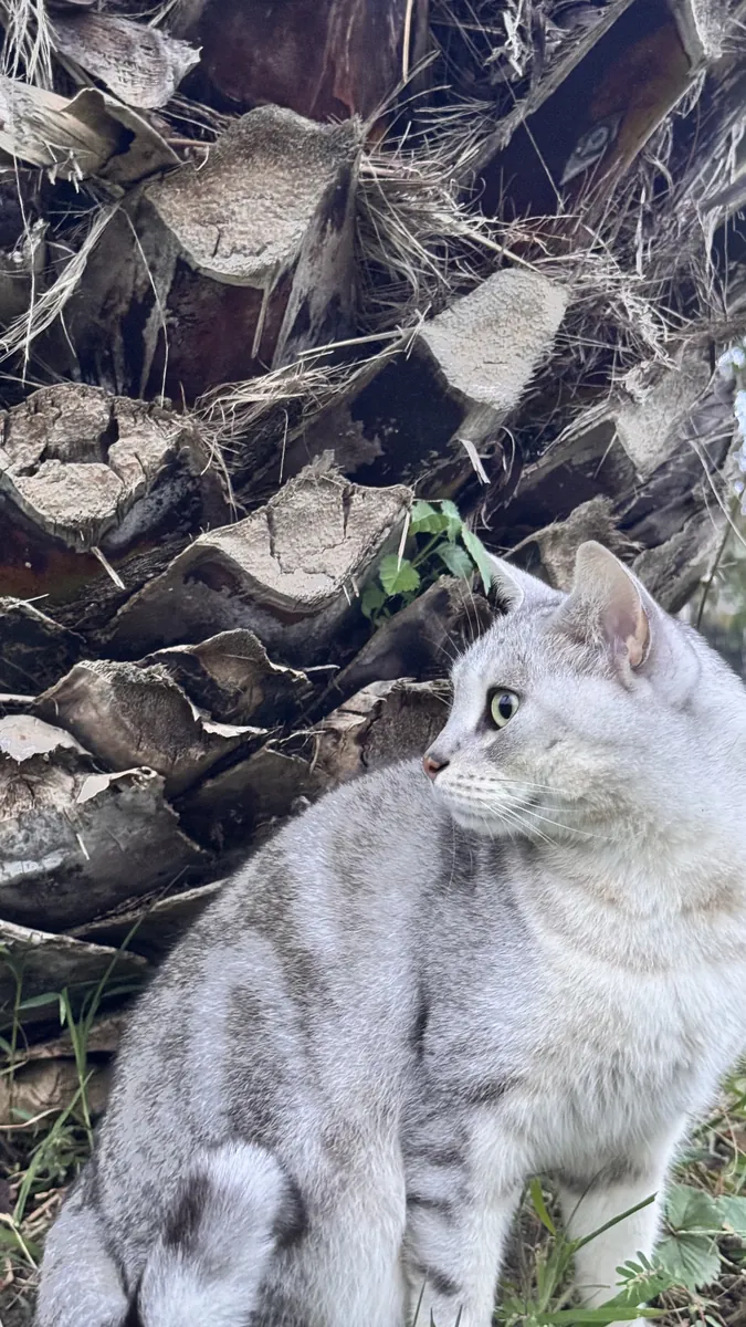 Mon chat docile