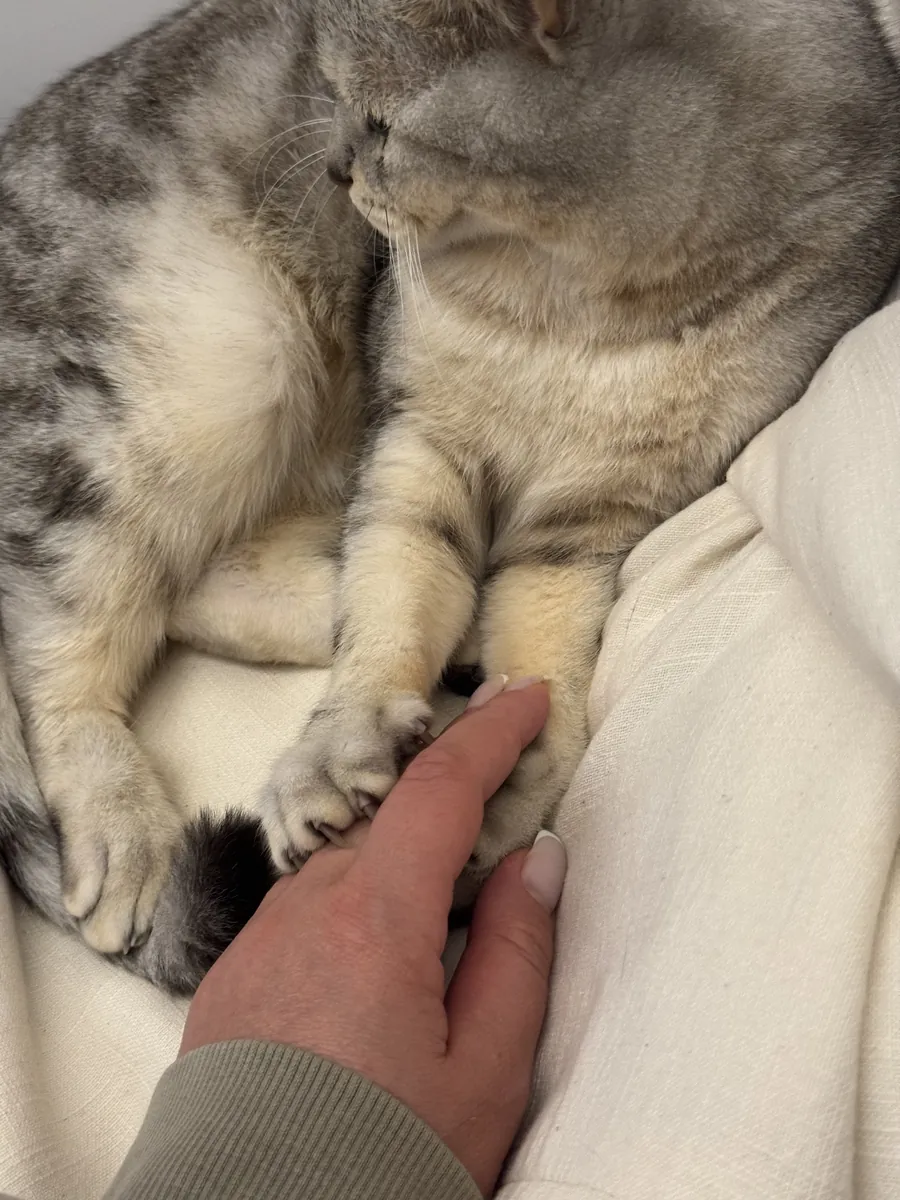 Mon chat docile