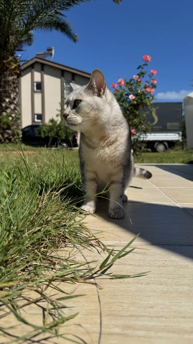 Mon chat docile