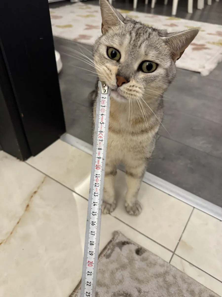 Mon chat docile