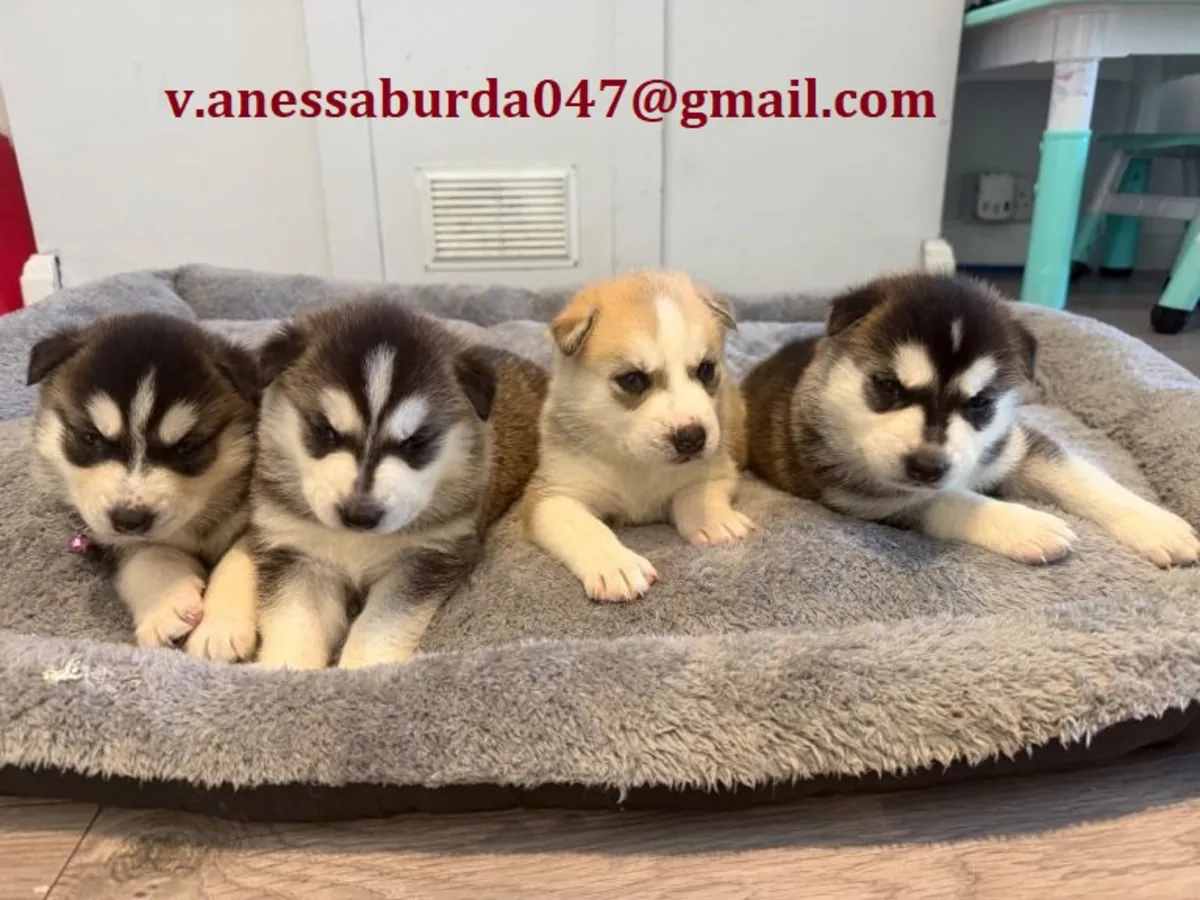 Husky siberiano Por favor, contáctame a través del correo electrónico que aparece en la foto.