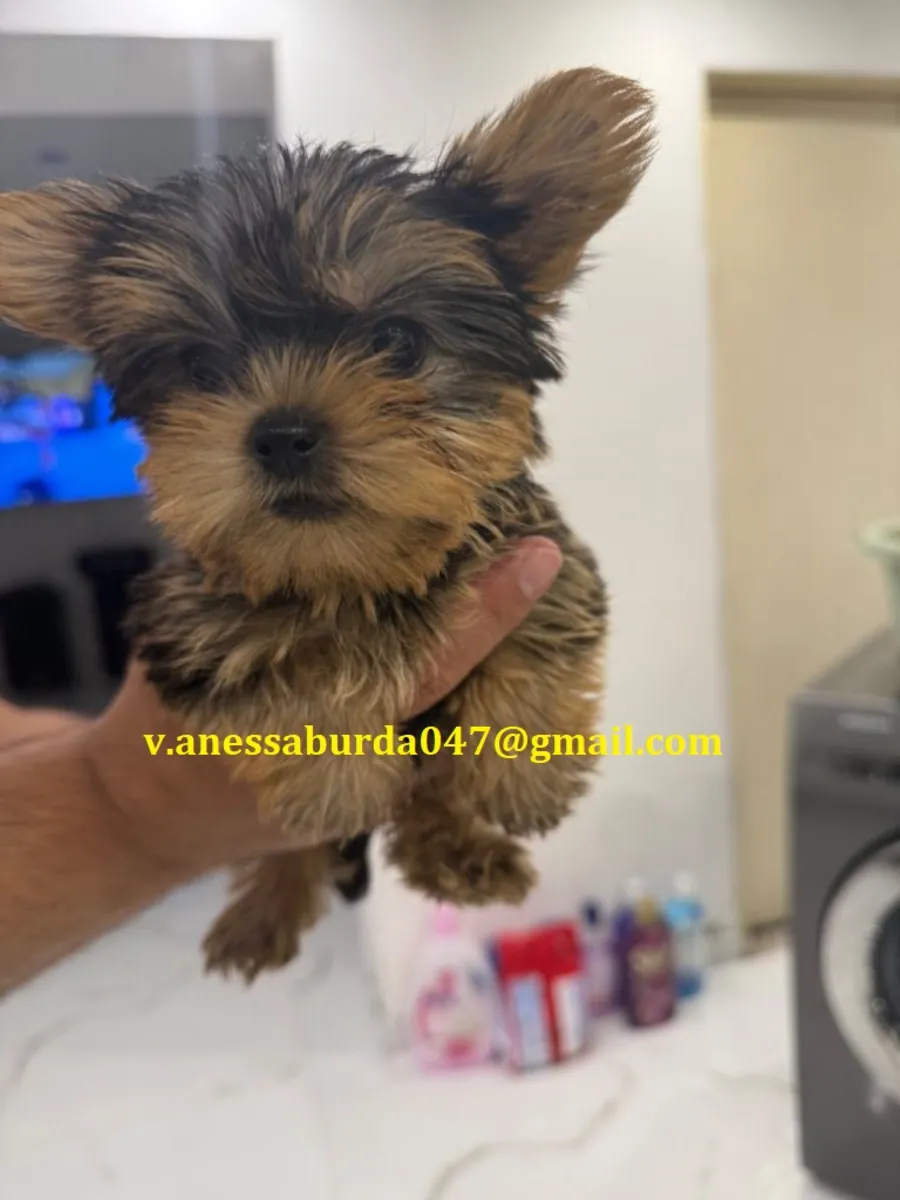 Yorkshire Terrier mini para regalar 