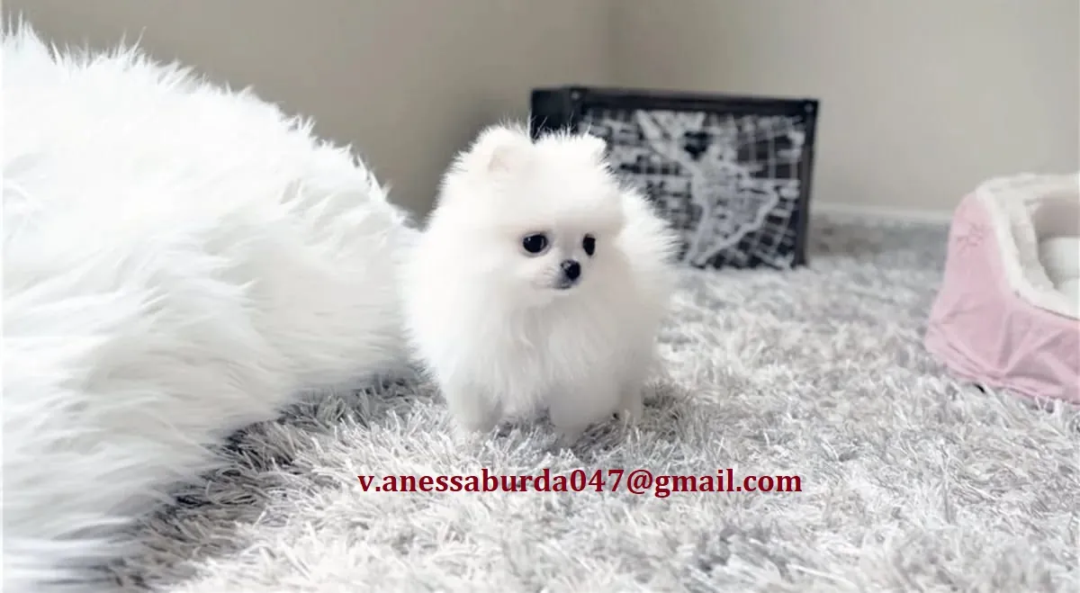 Cachorros de Pomerania Por favor, contáctame a través del correo electrónico que aparece en la foto.