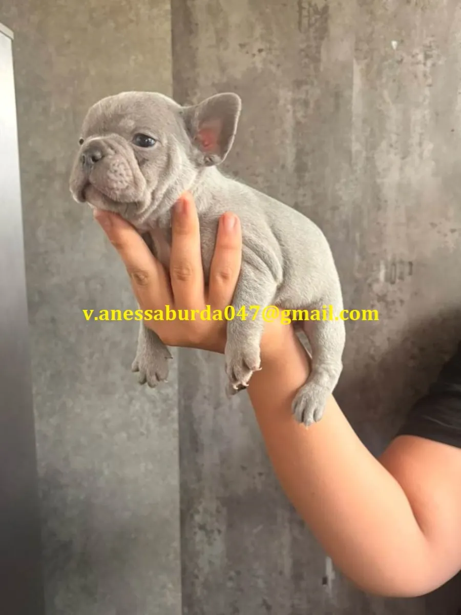Cachorros de bulldog francés con registro completo en el KC (Kennel Club)