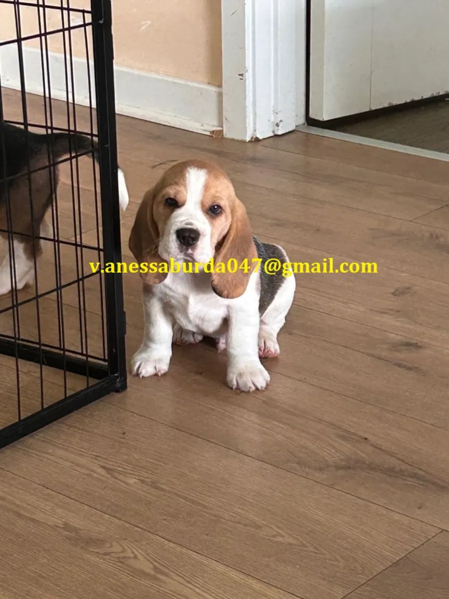 在犬舍俱乐部注册的比格犬幼犬