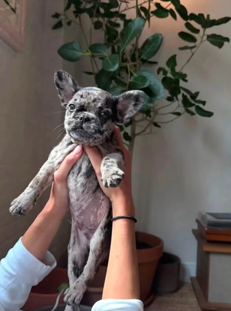 Fransız Bulldog Yavrusu Sahiplendirme İçin Mevcut