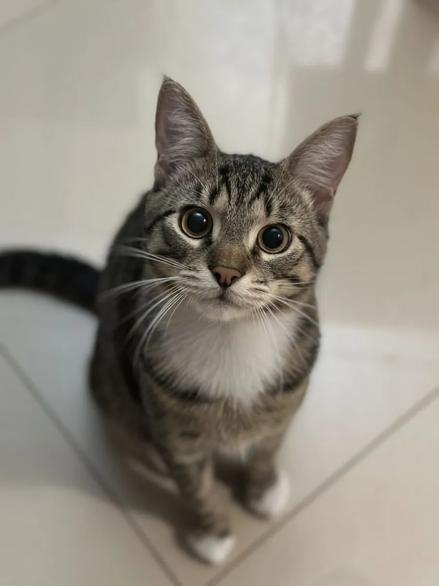 凯尔特短毛猫领养 | 健康温顺