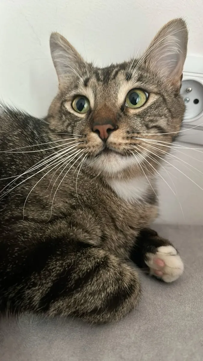 凯尔特短毛猫领养 | 健康温顺