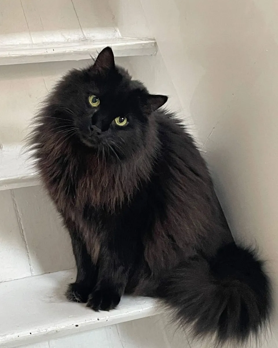 香蒂利猫领养 | 温柔忠诚