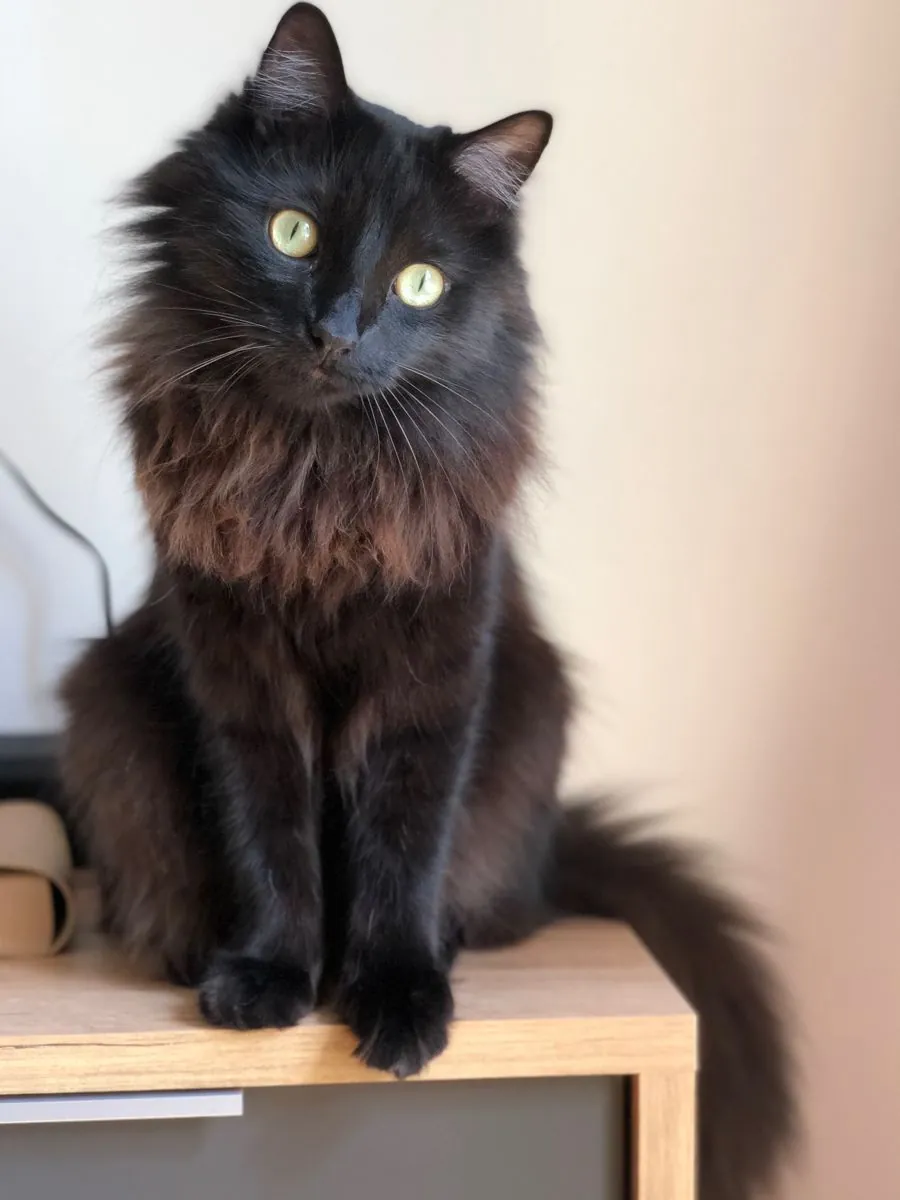 香蒂利猫领养 | 温柔忠诚