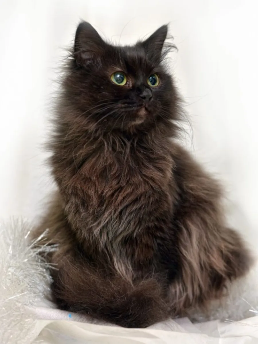 香蒂利猫领养 | 温柔忠诚