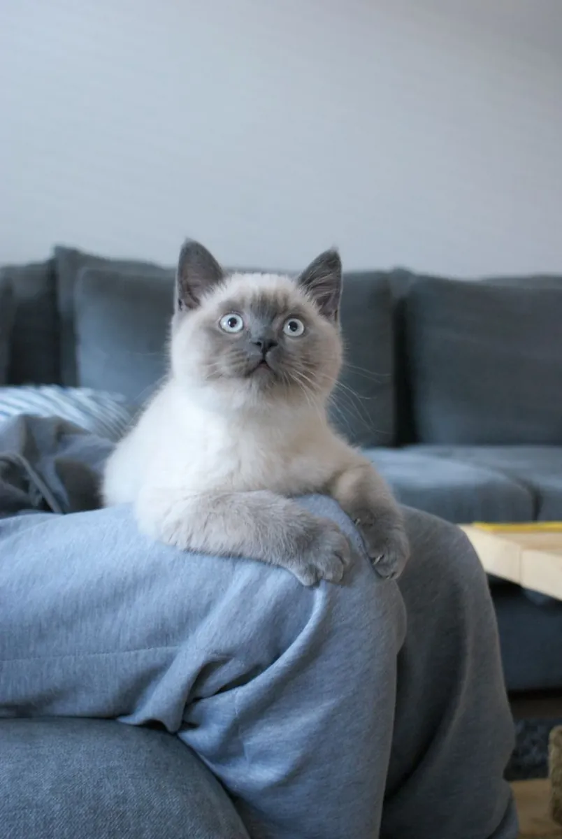 重点色短毛猫领养 | 聪明亲人