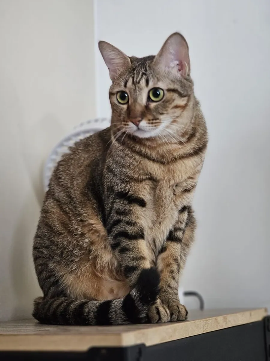 狸花猫领养 | 中国本土猫种