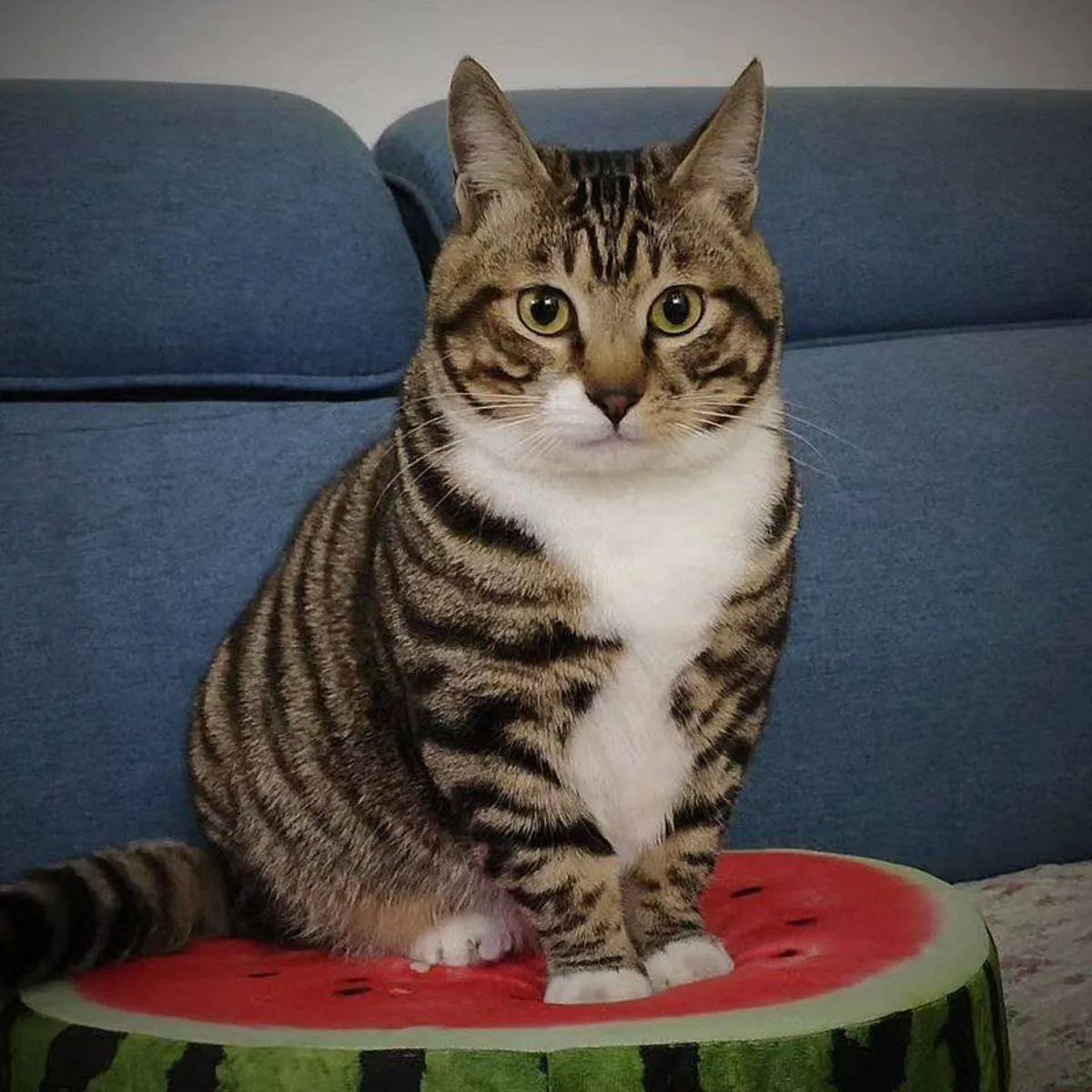 狸花猫领养 | 中国本土猫种