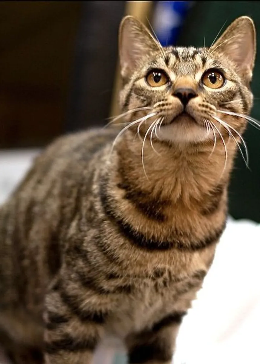 狸花猫领养 | 中国本土猫种