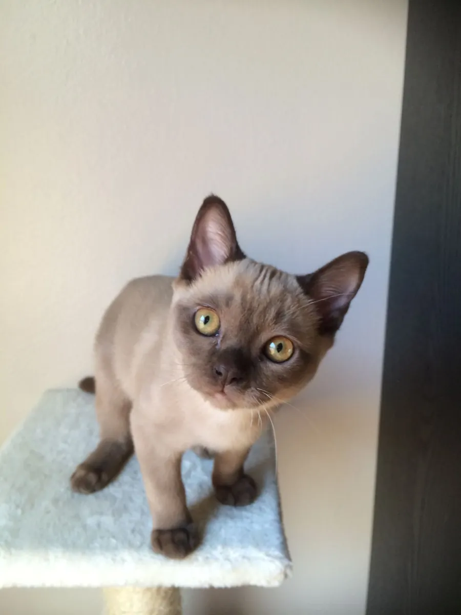 欧洲缅甸猫领养 | 活泼友好