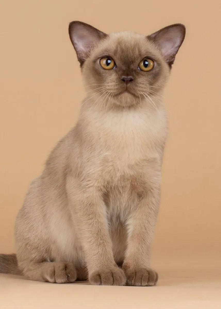 欧洲缅甸猫领养 | 活泼友好