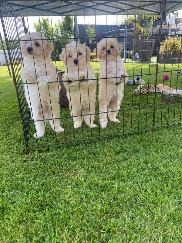 Nina,goma,Nathan
