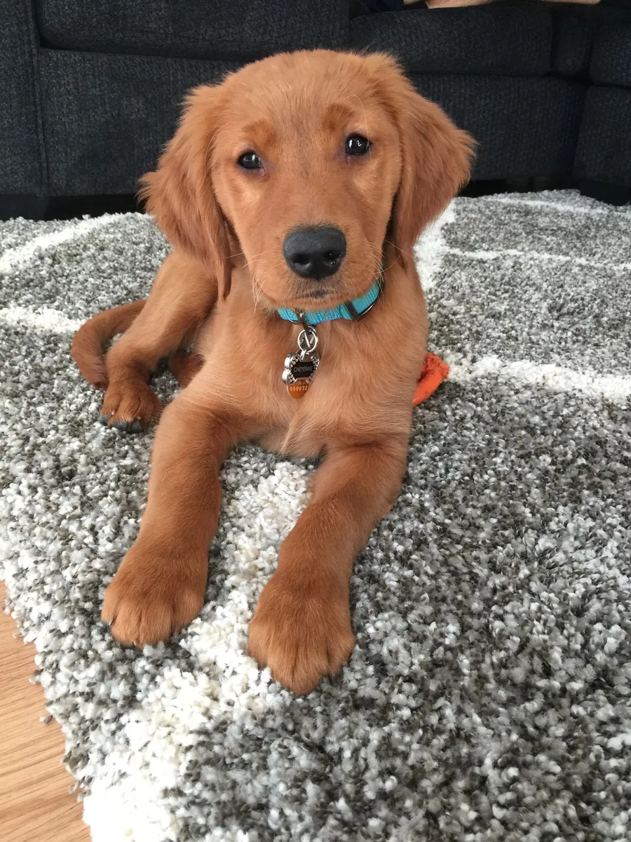Adorables cachorros Golden Retriever buscan una familia