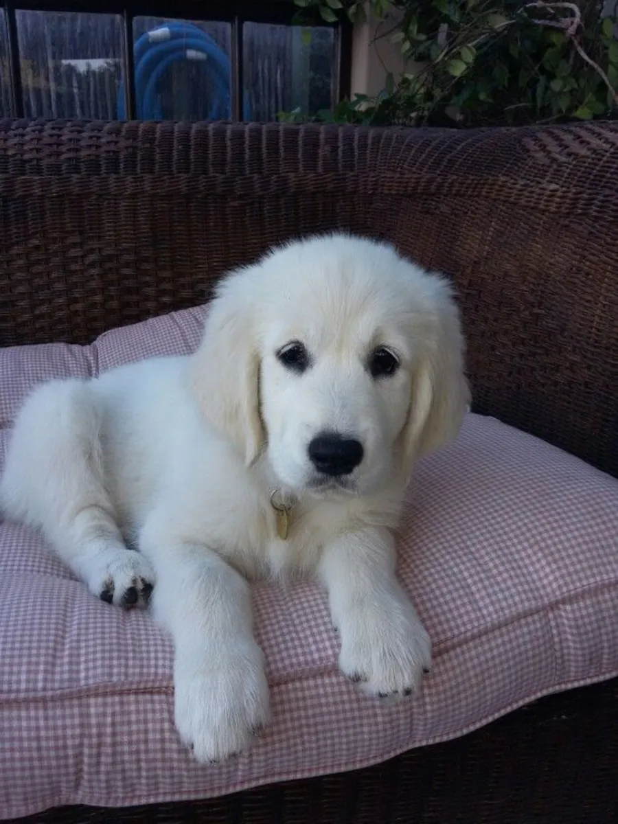Sevimli bir yuvaya hazır Golden Retriever yavruları