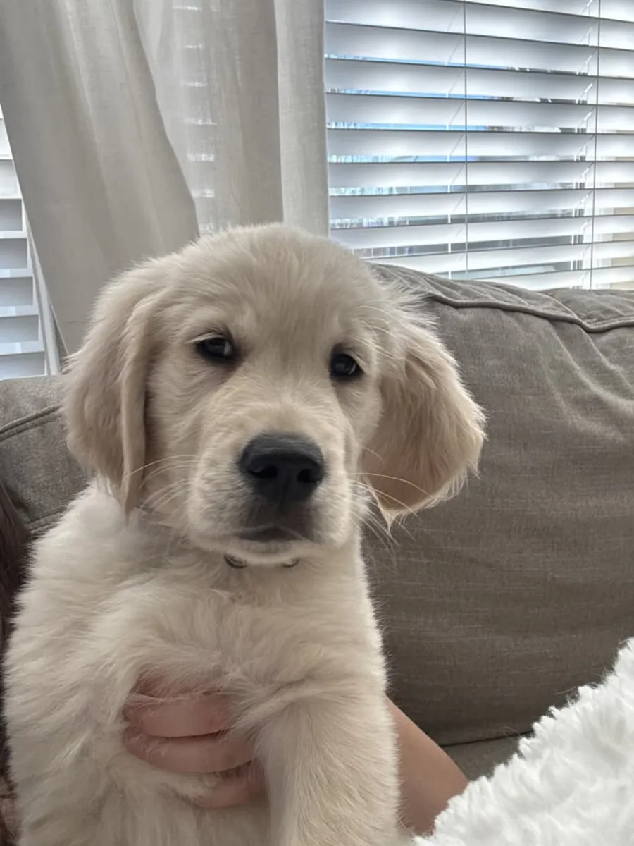 Yeni evini bekleyen Golden Retriever yavruları