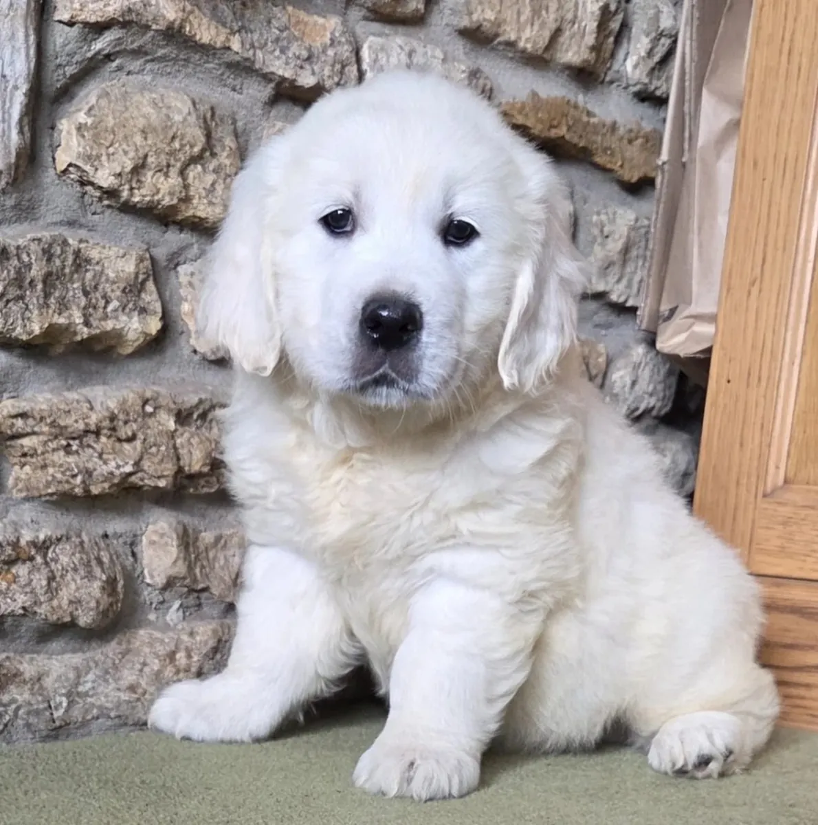 Cachorros de Golden Retriever inteligentes buscando nuevo hogar