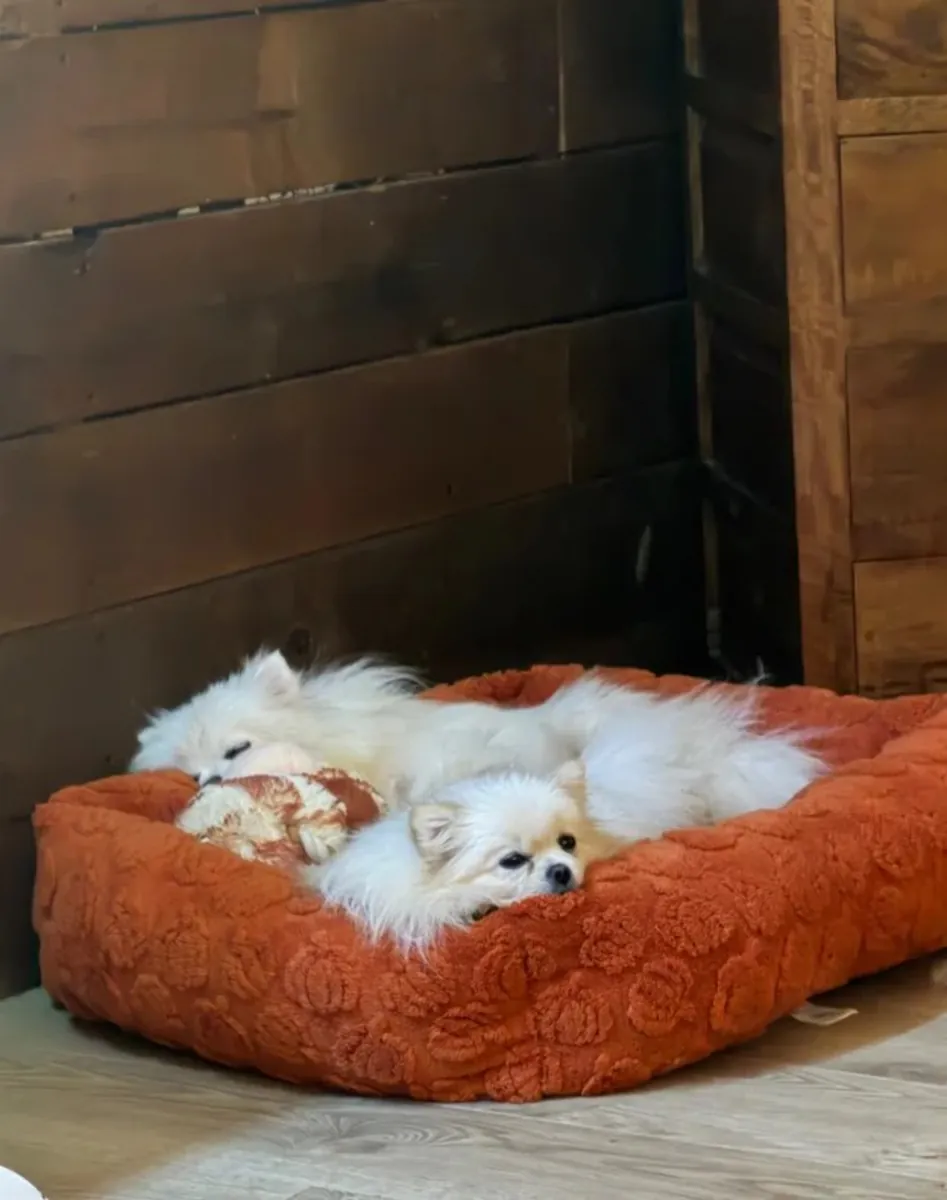 3 chiots Pomeranian blancs. Contact. johnspare874 @ gmail . com
