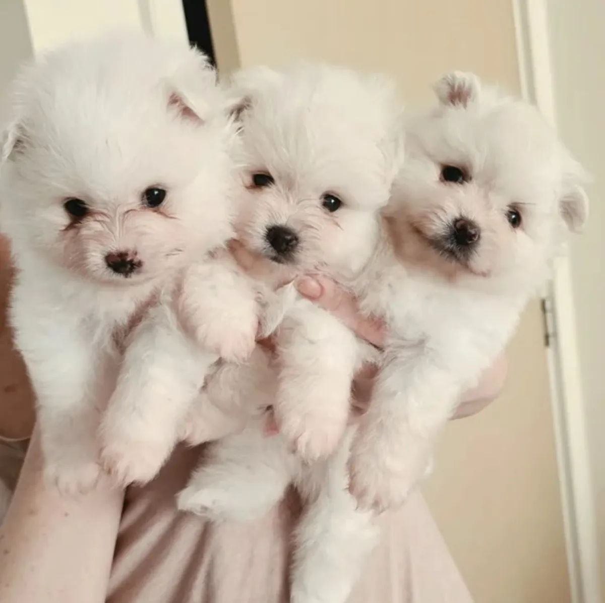 3 chiots Pomeranian blancs. Contact. johnspare874 @ gmail . com