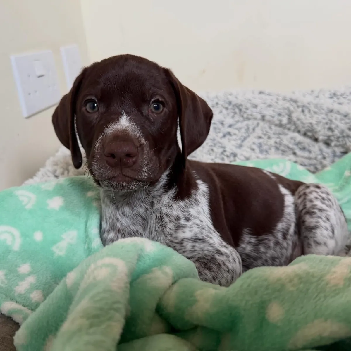Chiots de Braco Allemand à poil court disponibles et prêts pour un nouveau foyer. Contact.