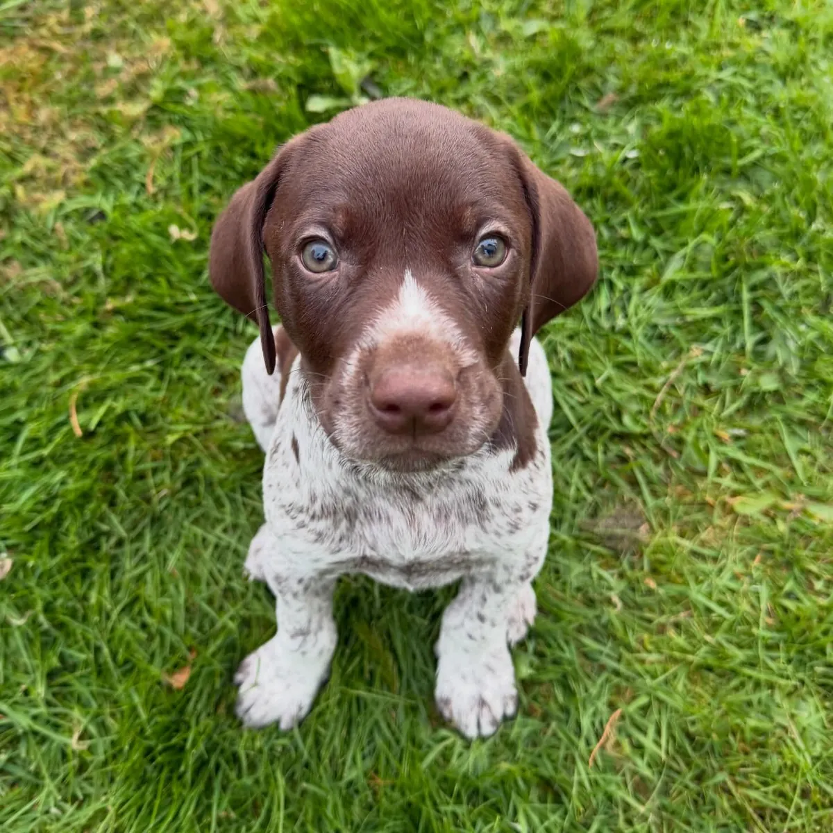 Chiots de Braco Allemand à poil court disponibles et prêts pour un nouveau foyer. Contact.