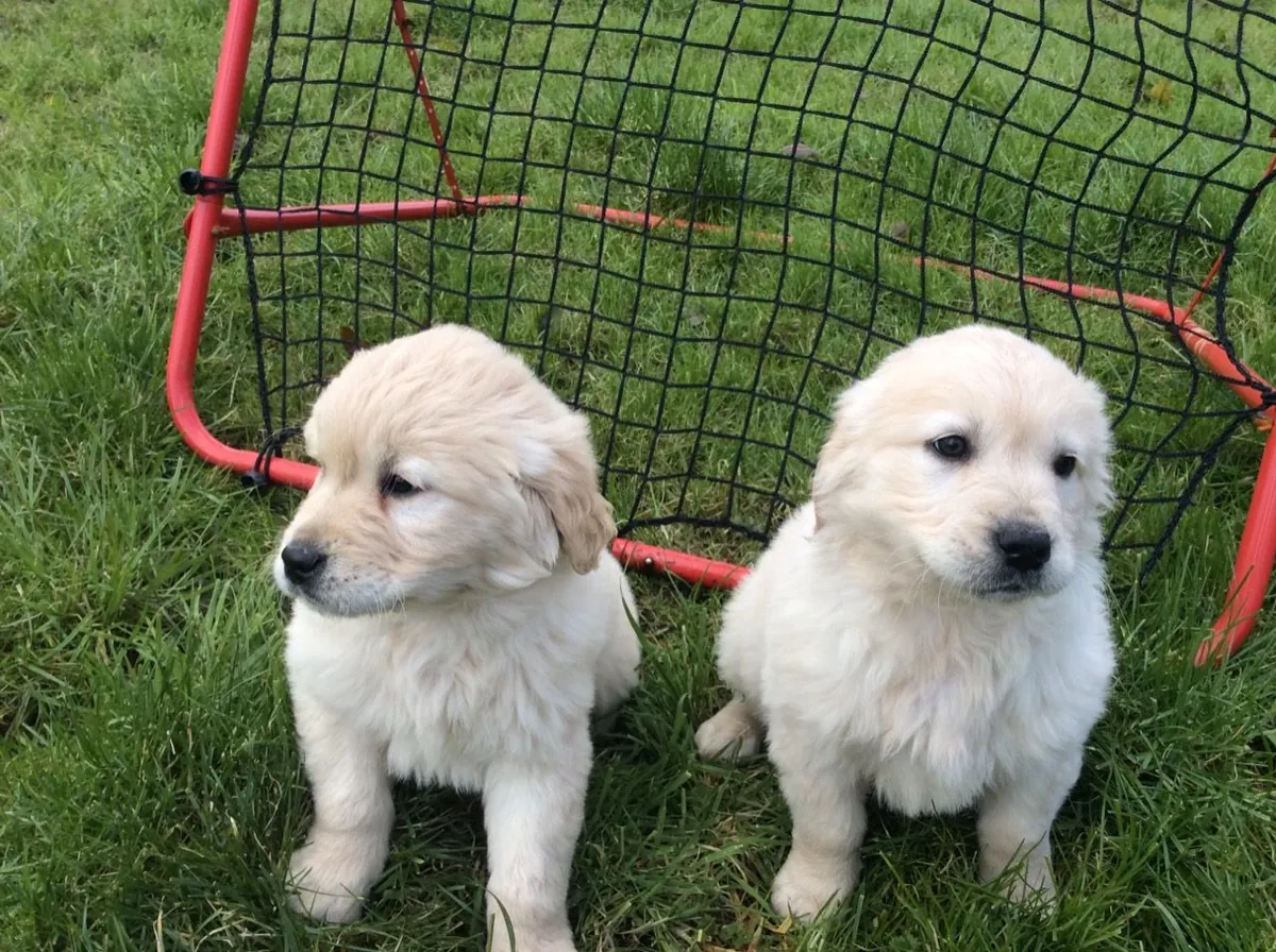 Mevcut güzel Golden Retriever yavruları