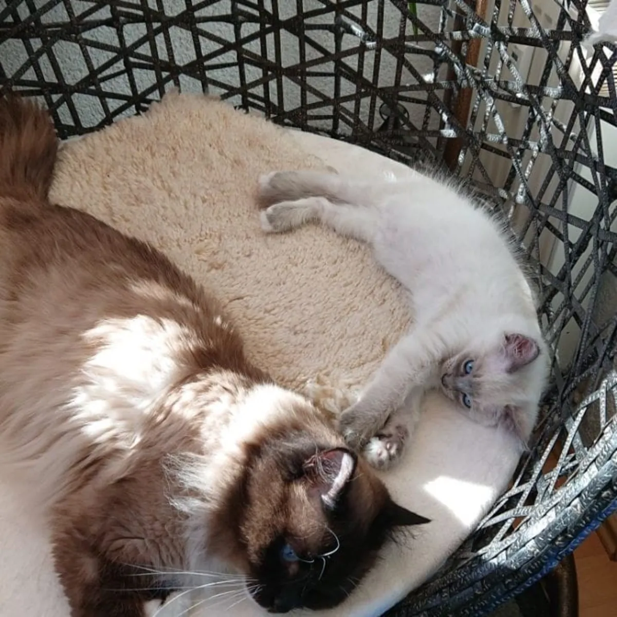 Gatitos Ragdoll campeones de TICA.  Contacto.     johnspare874 @ gmail . com