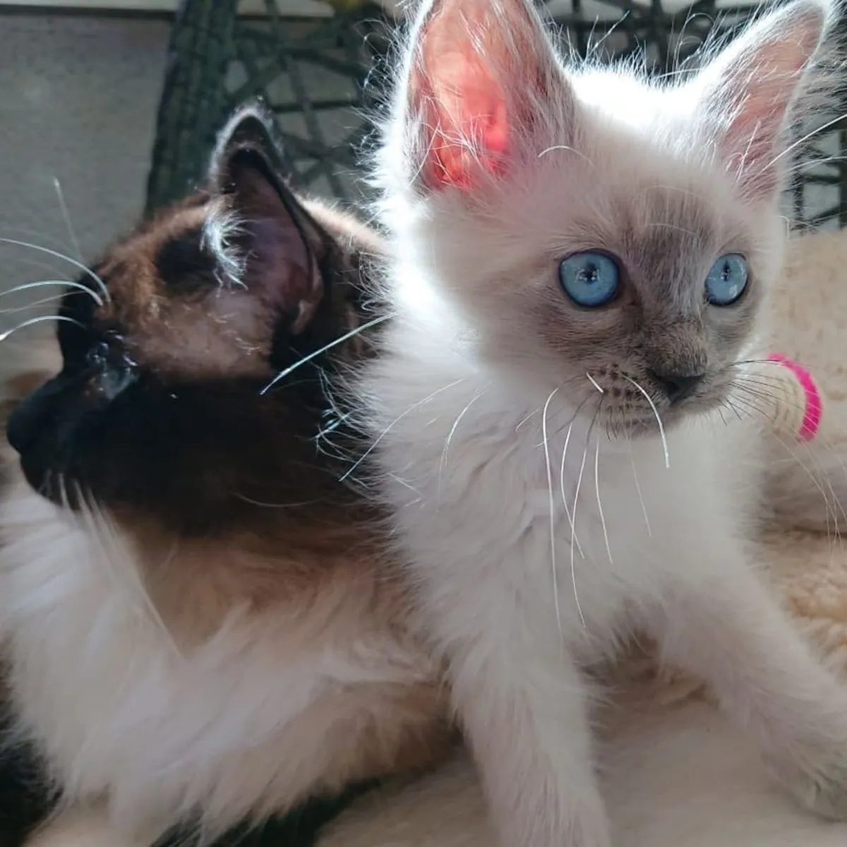 Gatitos Ragdoll campeones de TICA.  Contacto.     johnspare874 @ gmail . com