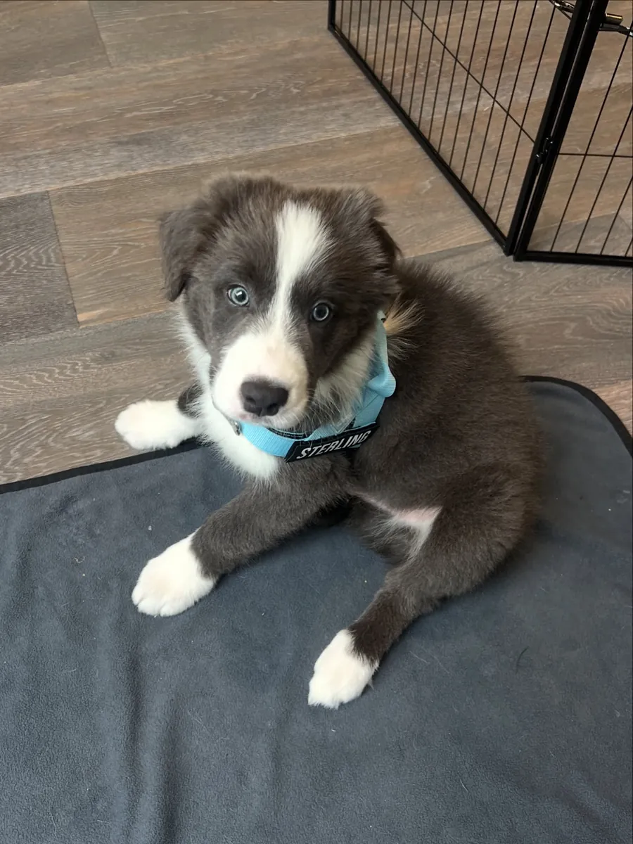 5只美丽的边境牧羊犬小狗寻找一个永久的家。 联系。
