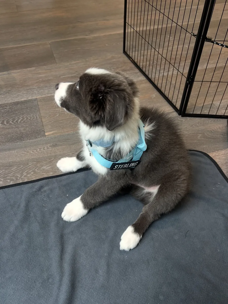 5只美丽的边境牧羊犬小狗寻找一个永久的家。 联系。