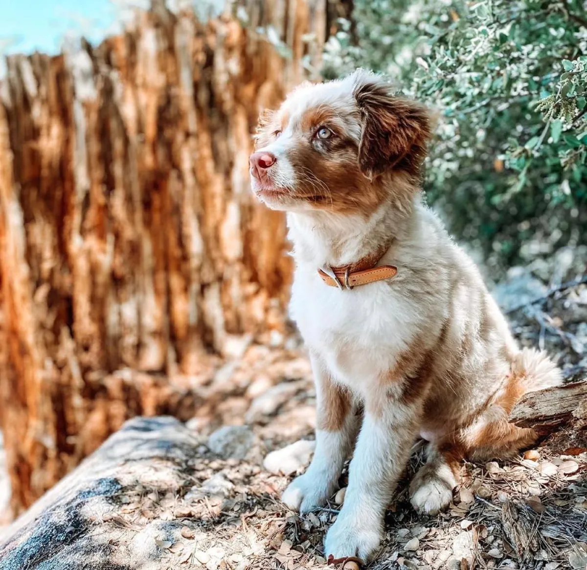 Avustralya Çoban Köpeği Yavruları