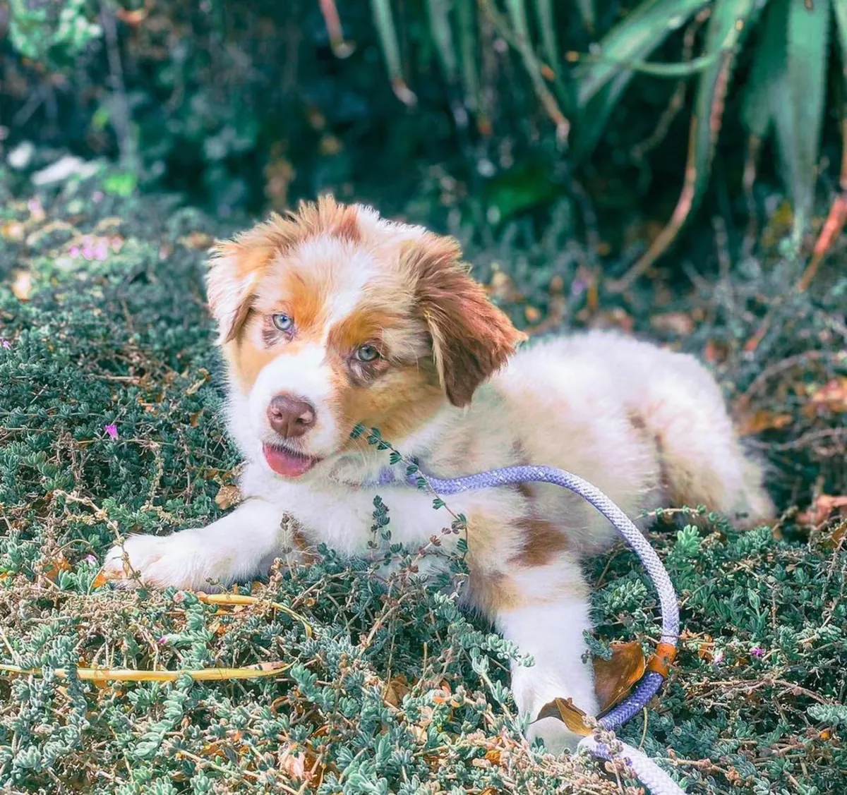 Avustralya Çoban Köpeği Yavruları