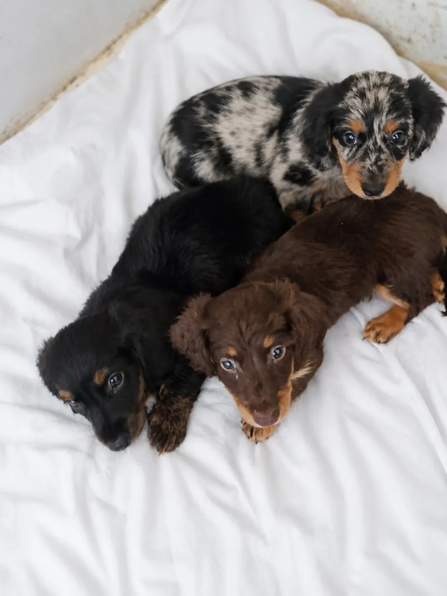 Cachorros de Dachshund miniatura de pelo largo (registrados en el KC).  Contacto.     johnspare874 @